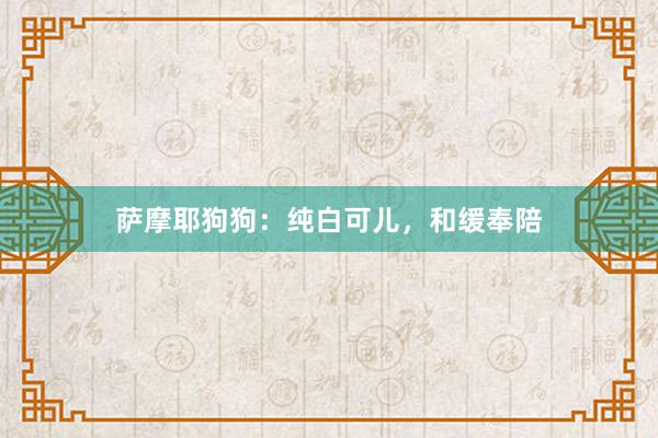 萨摩耶狗狗：纯白可儿，和缓奉陪