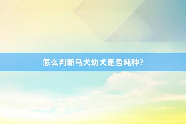 怎么判断马犬幼犬是否纯种?